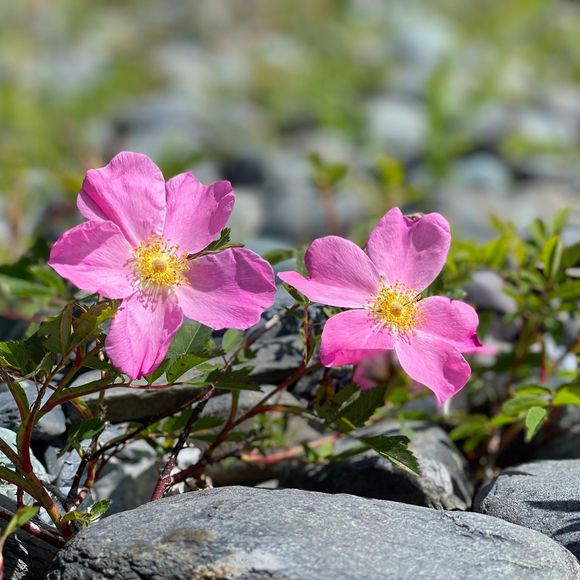 Meet your Posher, Simone - Picture 1 of 1